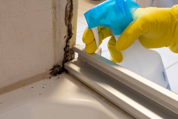 Best Health and Safety Mold Remediation in Hamilton, MO
