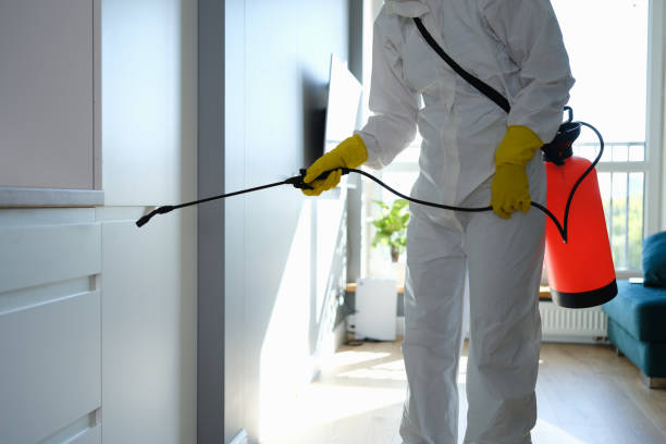 Best White Mold Remediation in Hamilton, MO