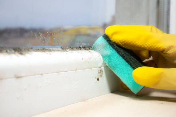 Professional Mold Remediation in Hamilton, MO