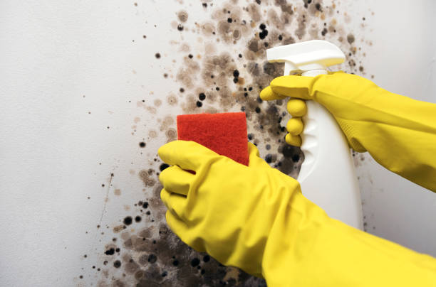 Best Insurance-Related Mold Remediation in Hamilton, MO
