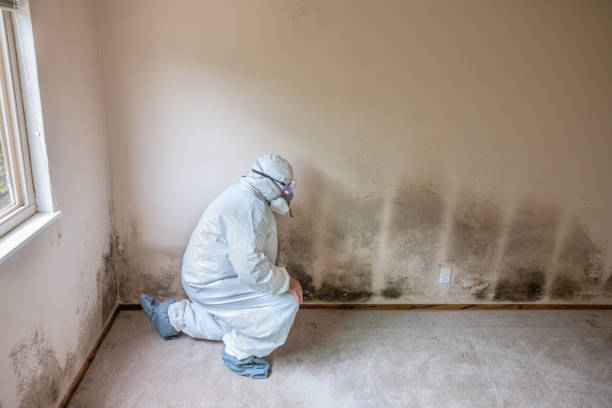 Best Industrial Mold Remediation in Hamilton, MO